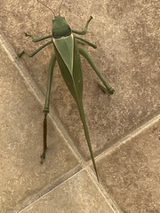 Stilpnochlora azteca