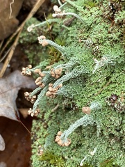 Cladonia peziziformis