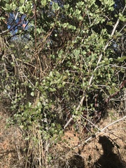 Cercocarpus betuloides