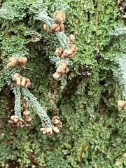 Cladonia peziziformis