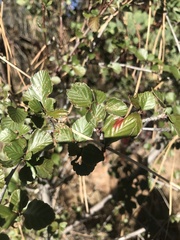 Cercocarpus betuloides