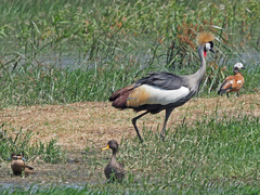 Balearica regulorum regulorum