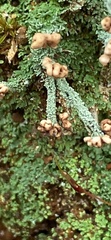 Cladonia peziziformis