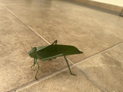 Stilpnochlora azteca