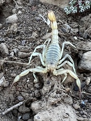 Paravaejovis confusus