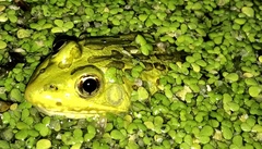 Lithobates chiricahuensis
