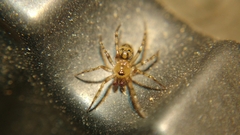 Dipoena submustelina