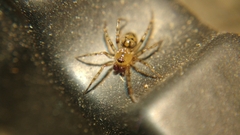 Dipoena submustelina