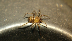 Dipoena submustelina