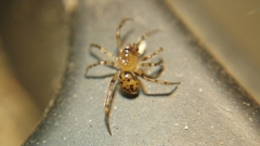 Dipoena submustelina