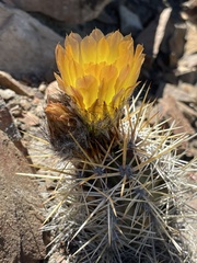 Austrocactus coxii