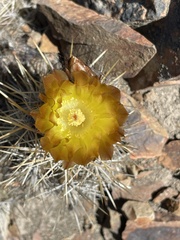 Austrocactus coxii