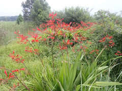 Crocosmia paniculata