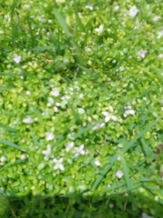 Oldenlandia salzmannii