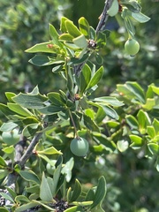 Berberis microphylla