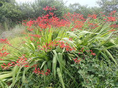 Crocosmia paniculata
