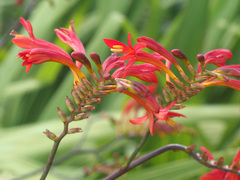 Crocosmia paniculata