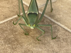 Stilpnochlora azteca
