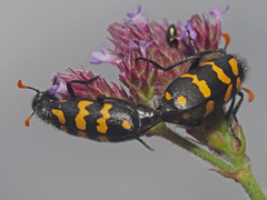Hycleus lunatus