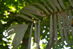 Astrocaryum aculeatum