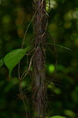 Astrocaryum aculeatum