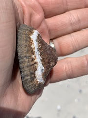 Scutellastra granularis