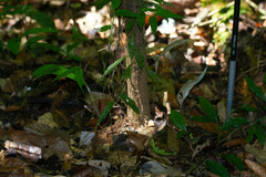 Astrocaryum aculeatum