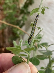 Uresiphita
