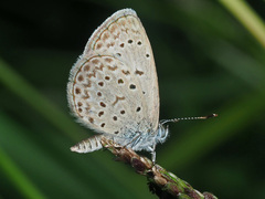 Zizeeria knysna knysna