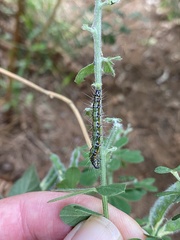 Uresiphita