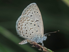 Zizeeria knysna knysna