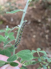 Uresiphita
