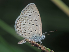 Zizeeria knysna knysna