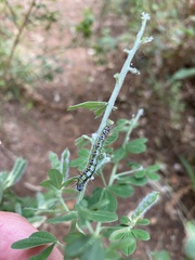 Uresiphita