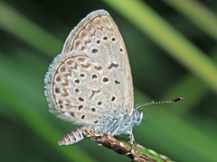 Zizeeria knysna knysna