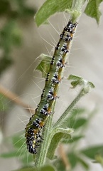Uresiphita