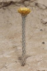 Pterocactus tuberosus