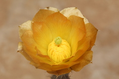 Pterocactus tuberosus