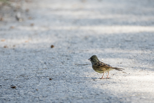 Escribano enmascarado (Emberiza spodocephala)