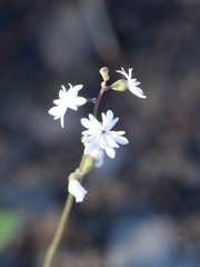 Lithophragma parviflorum parviflorum