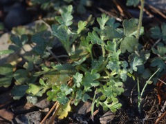 Lithophragma parviflorum parviflorum