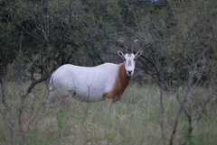 Oryx dammah