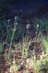 Lithophragma parviflorum parviflorum