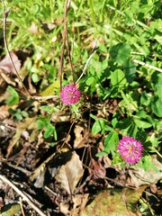 Trifolium