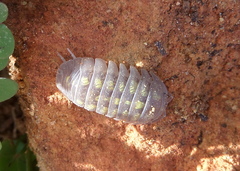 Armadillidium granulatum