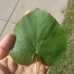 Cercis canadensis