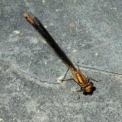 Pseudagrion furcigerum
