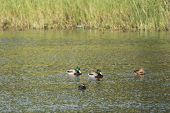 Anas platyrhynchos platyrhynchos