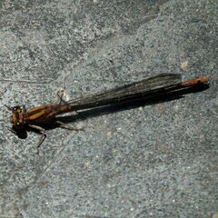 Pseudagrion furcigerum