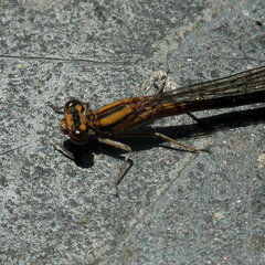 Pseudagrion furcigerum
